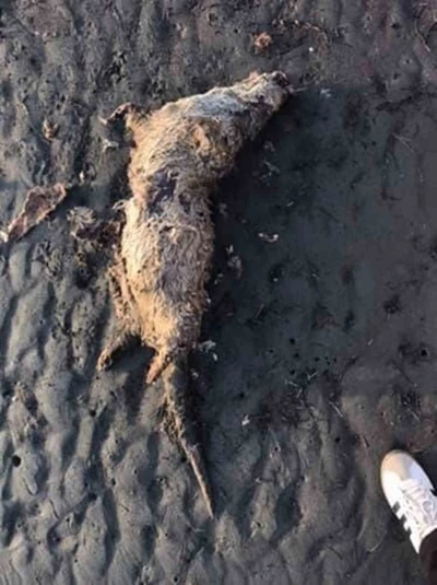 Nesli tehlike altında olan su samuru sahilde &ouml;l&uuml; bulundu
