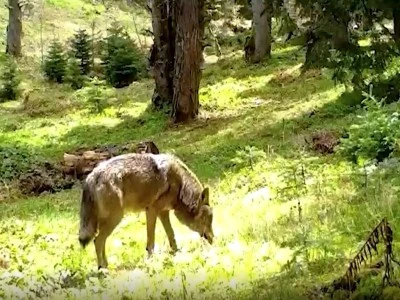 Nesli tehlike altındaki Bozkurt, Bursa&rsquo;da fotokapana yakalandı