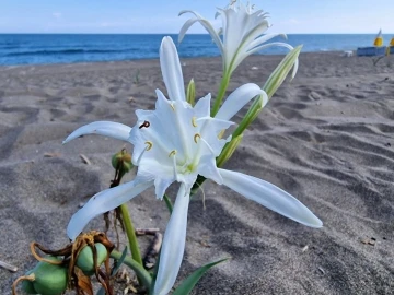 Nesli tehlikede olan bu &ccedil;i&ccedil;eği kopartmanın cezası: 380 bin lira
