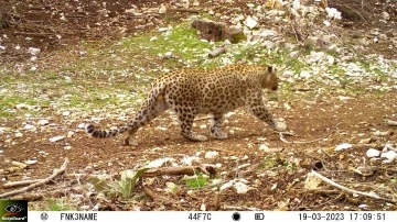 Nesli t&uuml;kendiği d&uuml;ş&uuml;n&uuml;len Anadolu Parsı 18 ilde aranacak