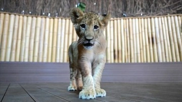 Nesli t&uuml;kenmekte olan beyaz aslanlardan 3 &ccedil;ift İstanbul'da &ouml;zenle korunuyor
