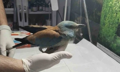 Nesli t&uuml;kenmekte olan g&ouml;kkuzgun Sırbistan&rsquo;dan Denizli&rsquo;ye u&ccedil;tu
