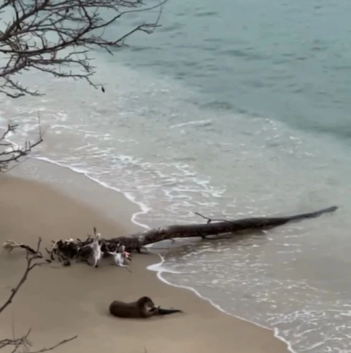 Nesli t&uuml;kenmekte olan su samuru, kendi avladığı balığı yerken g&ouml;r&uuml;nt&uuml;lendi
