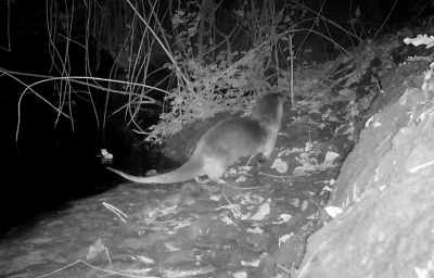 Nesli t&uuml;kenmekte olan su samurunu fotokapanla g&ouml;r&uuml;nt&uuml;ledi: Sevin&ccedil;ten havaya u&ccedil;tu
