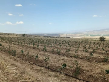 Niğde&rsquo;de Tıbbi Aromatik Bitki Yetiştiriciliği Demonstrasyon Projesi hayata ge&ccedil;iyor
