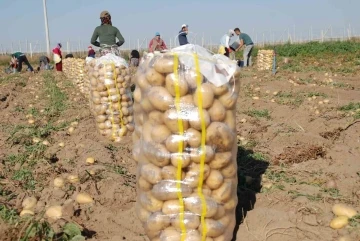 Niğde&rsquo;de yazlık patates ekimi y&uuml;zde 200 arttı
