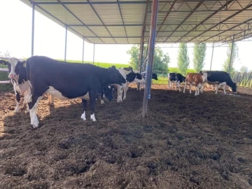 Niğdeli &uuml;reticilerden belirlenen s&uuml;t fiyatlarına tepki
