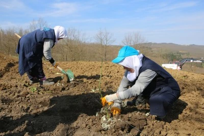 Nil&uuml;fer&rsquo;de atıl araziler bereketleniyor 