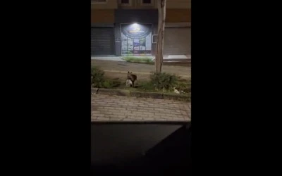 Nil&uuml;fer'de gece yarısı tilki, ağzında kediyle sokakta g&ouml;r&uuml;nt&uuml;lendi