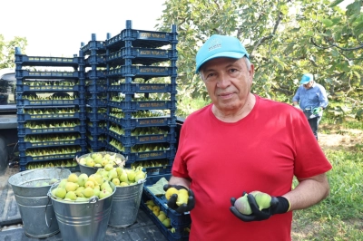 Nil&uuml;fer&rsquo;de İncir Hasadı Başladı