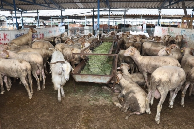 Nil&uuml;fer&rsquo;de Kurban Kesimleri İ&ccedil;in T&uuml;m Hazırlıklar Tamam