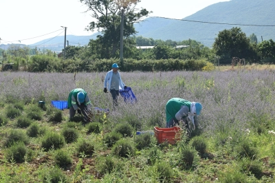 Nil&uuml;fer&rsquo;de Lavanta Hasadı Başladı