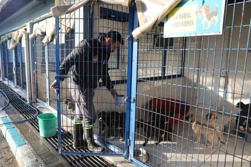Nil&uuml;fer&rsquo;deki sahipsiz canlar sıcak yuvalarını bekliyor