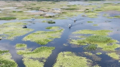 Nil&uuml;ferlerin g&ouml;rsel ş&ouml;leni yerli ve yabancı turistlerin ilgi odağı oldu