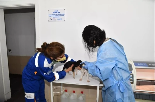 OEDAŞ, &lsquo;Can Dostlar&rsquo; i&ccedil;in STK ve yerel y&ouml;netimlerle iş birliği yapıyor
