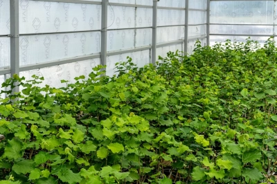 OGM&rsquo;den Kuraklığa Karşı T&uuml;rk Fındığı Hamlesi