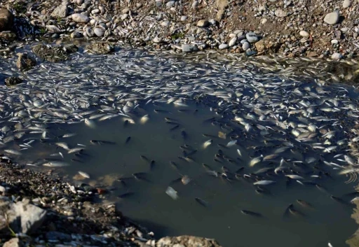 Oksijensiz kalan balıkları &ccedil;uval &ccedil;uval topladılar
