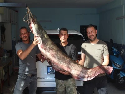 Oltaya 190 santimetrelik yayın balığı takıldı