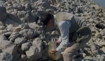 Oltaya takılan 35 kiloluk dev turna balığını kucaklamak istedi, verdiği tepki g&uuml;l&uuml;msetti
