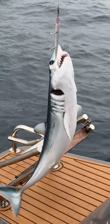 Oltaya yavru k&ouml;pekbalığı takıldı
