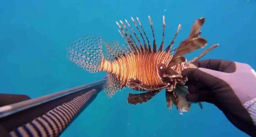 &Ouml;l&uuml; sandığı zehirli aslan balığı hastanelik etti