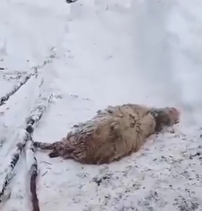 Ordu&rsquo;da kardan &ccedil;atısı &ccedil;&ouml;ken ağıldaki 7 koyun &ouml;ld&uuml;