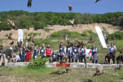 Ordu&rsquo;da kokarcaya karşı s&uuml;l&uuml;n
