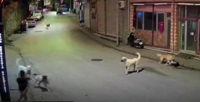 Ordu&rsquo;da k&uuml;&ccedil;&uuml;k &ccedil;ocuk sokak k&ouml;peklerinin saldırısına uğradı