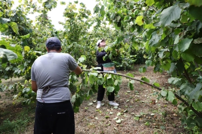 Ordu&rsquo;nun Fındığı Yine Ordulunun Emeğiyle Toplanıyor