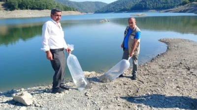 Orhaneli&rsquo;de g&ouml;letler sazan yavrularıyla buluştu