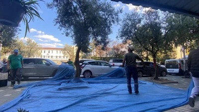 Orhangazi Belediyesi'nde zeytin hasadı başladı 