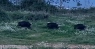 Orhangazi'de il&ccedil;e merkezine yakın bir b&ouml;lgede domuz s&uuml;r&uuml;s&uuml; g&ouml;r&uuml;nt&uuml;lendi