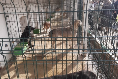 Orhangazi Sokak Hayvanları Barınma ve Rehabilitasyon Merkezi A&ccedil;ıldı