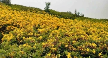 Orman g&uuml;lleri yaylaları renklendirdi
