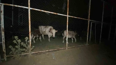 Orman yangınında hayvanlar i&ccedil;in halı saha g&uuml;venli alan oldu