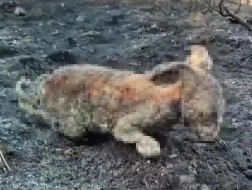 Orman yangınında y&uuml;rek burkan g&ouml;r&uuml;nt&uuml;