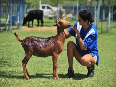 Orman yangınlarından kurtarılan can dostlarımız Bursa Emekli Hayvanlar &Ccedil;iftliği'nde