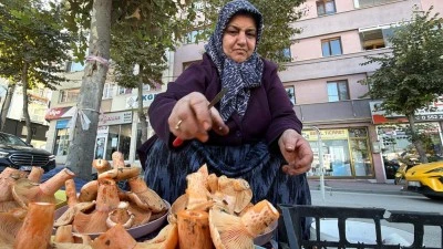Ormandan topluyor pazarda kilosunu 600 liraya satıyor