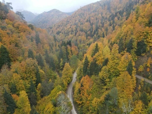 Ormanlarda renk c&uuml;mb&uuml;ş&uuml; mest etti
