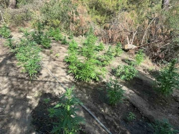 Ormanlık araziyi uyuşturucu bah&ccedil;esine &ccedil;evirmişler
