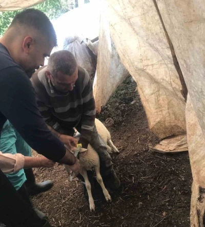 Ortaca&rsquo;da k&uuml;&ccedil;&uuml;kbaş aşılama ve kimliklendirme &ccedil;alışmaları yapılıyor
