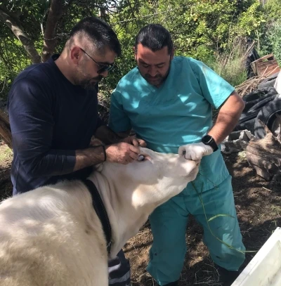 Ortaca Ok&ccedil;ular Mahallesi&rsquo;nde Brucella aşılaması ger&ccedil;ekleştirildi
