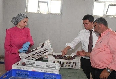 Osmangazi Belediye Başkanı Erkan Aydın: Siyah incirimizi mutlaka korumalıyız