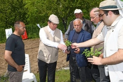 Osmangazi Belediyesi ahududu yetiştiriciliğine başladı 