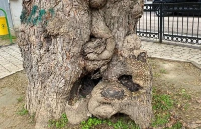 Osmangazi Belediyesi asırlık ağacı koruma altına aldı 