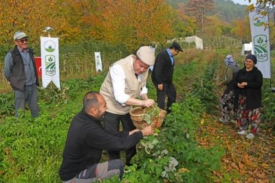 Osmangazi Belediyesi'nin projesi meyve vermeye başladı
