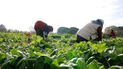 Osmangazi Belediyesi'nin yetiştirdiği ila&ccedil;sız &uuml;r&uuml;nler Kent lokantalarıyla halka ulaşıyor