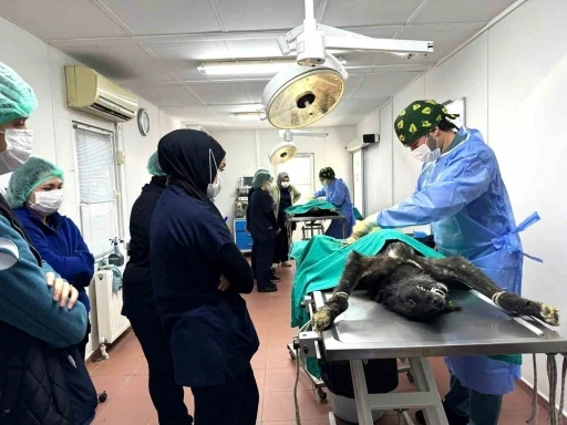 Osmangazi&rsquo;de can dostlar emin ellerde