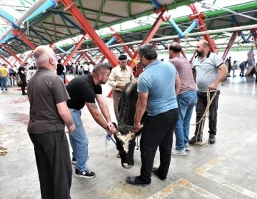 Osmangazi&rsquo;de hijyenik kurban kesimi