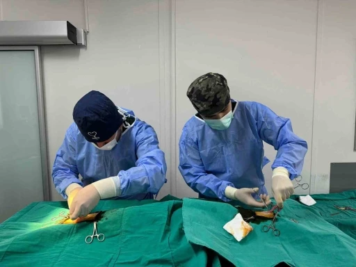 Osmangazi&rsquo;de kedi pop&uuml;lasyonu kontrol altında
